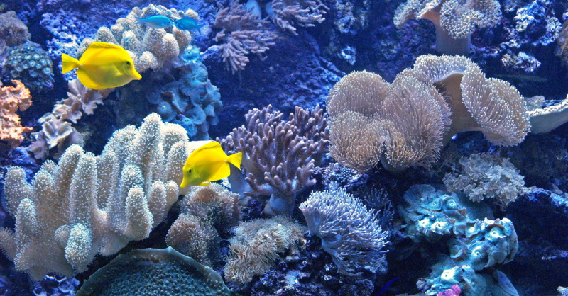 aMICi – La barriera corallina: un ecosistema da proteggere
